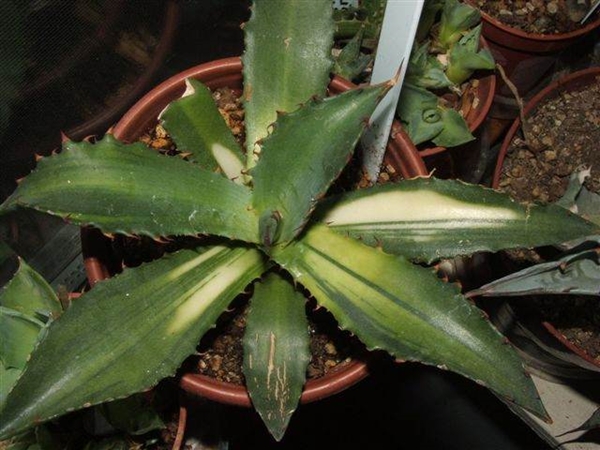 Agave colorata x xylonocantha Mediopicta Alba (Rick Nowakowski) - never named and whereabouts unknown after Ricks's passing