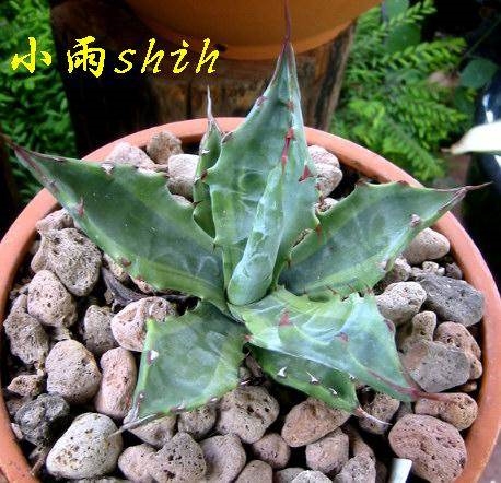 Agave colorata (Miao Chuan Shih); name unknown