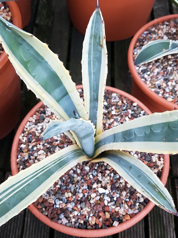 Agave cordillerensis 'Benito' @ Holland (S. van Dort)
