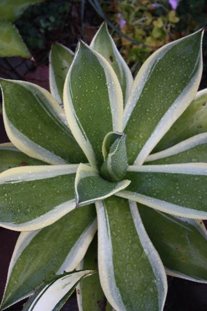 Agave cundinamarcensis 'Condor' @ PDN/JLBG (Avent)' received from EU under invalid name Marginata, so named by Plant Delights
