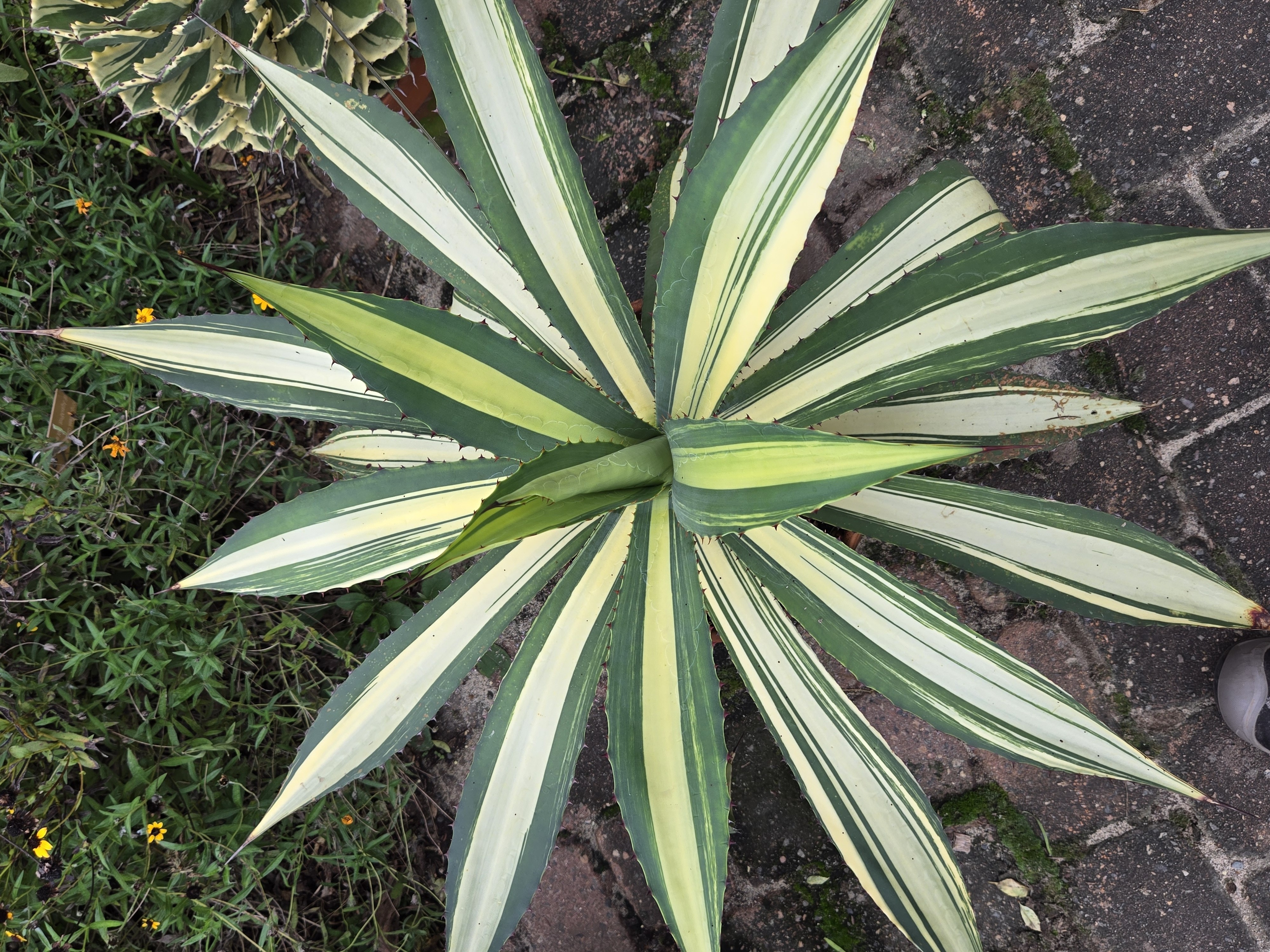 Agave cupreata 'Border Crossing' @ PDN/JLBG - a JLBG discovery of a much larger sport of Agave cupreata 'Summer Sun' 