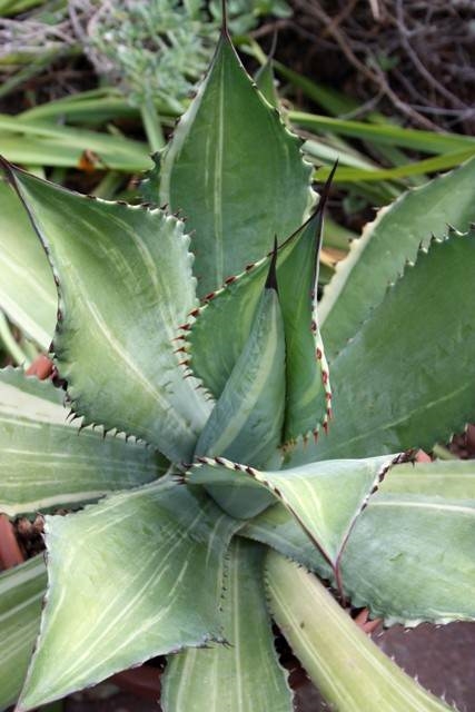 Agave cupreata streaked @ PDN/JLBG (Avent) - A Hans Hansen discovery