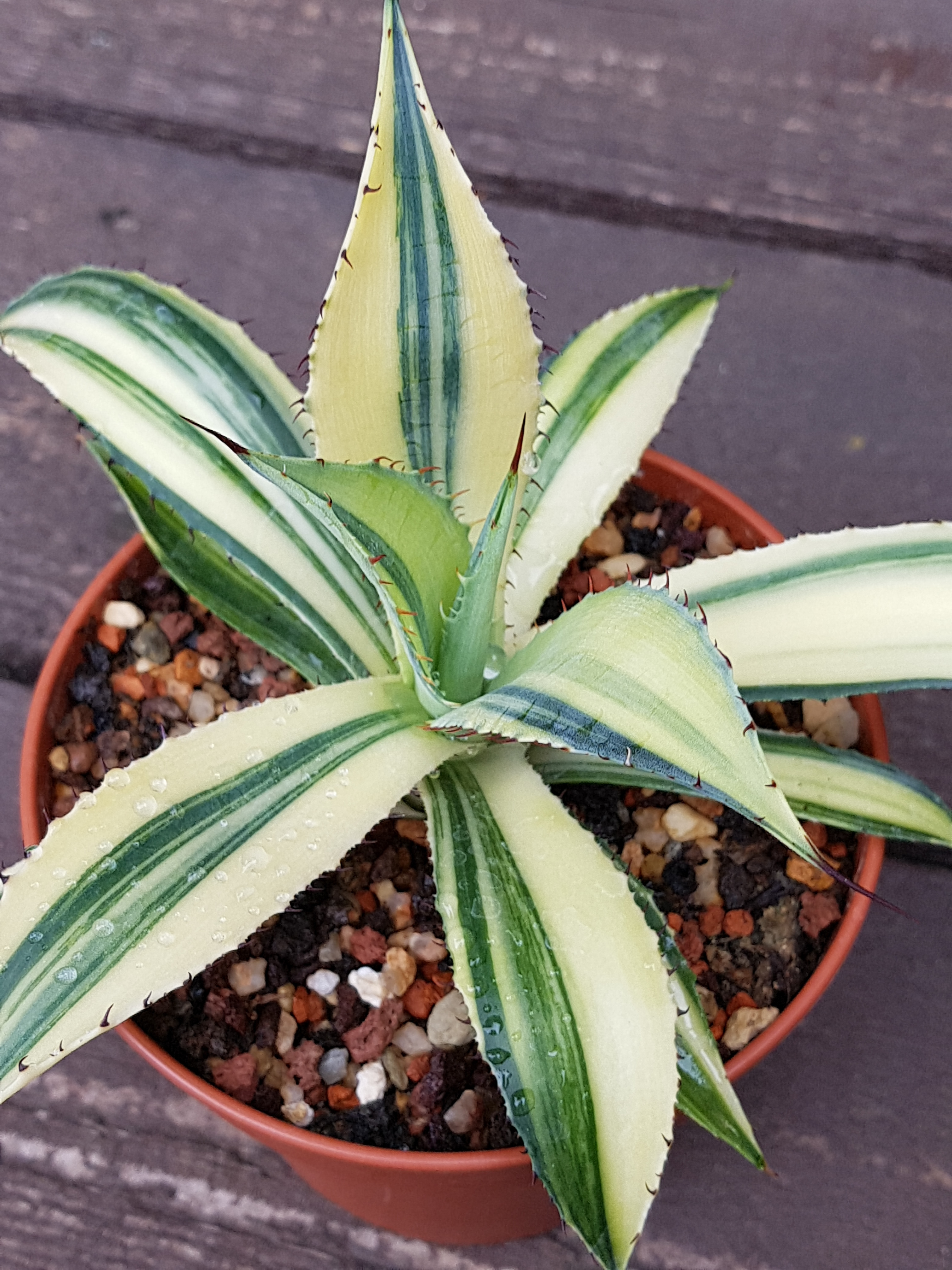 Agave cupreata 'Irisa' @ Holland (S. van Dort)