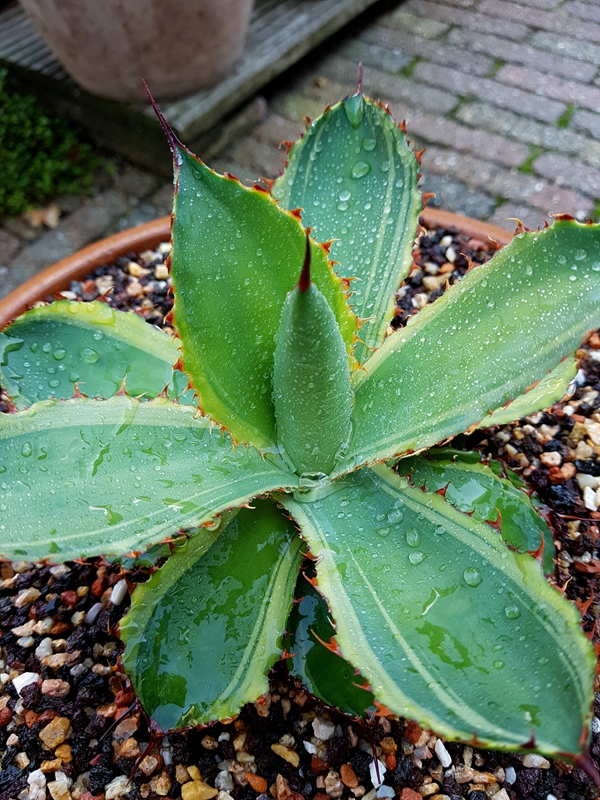 Agave cupreata 'Moonwalk' @ Holland (S. van Dort)