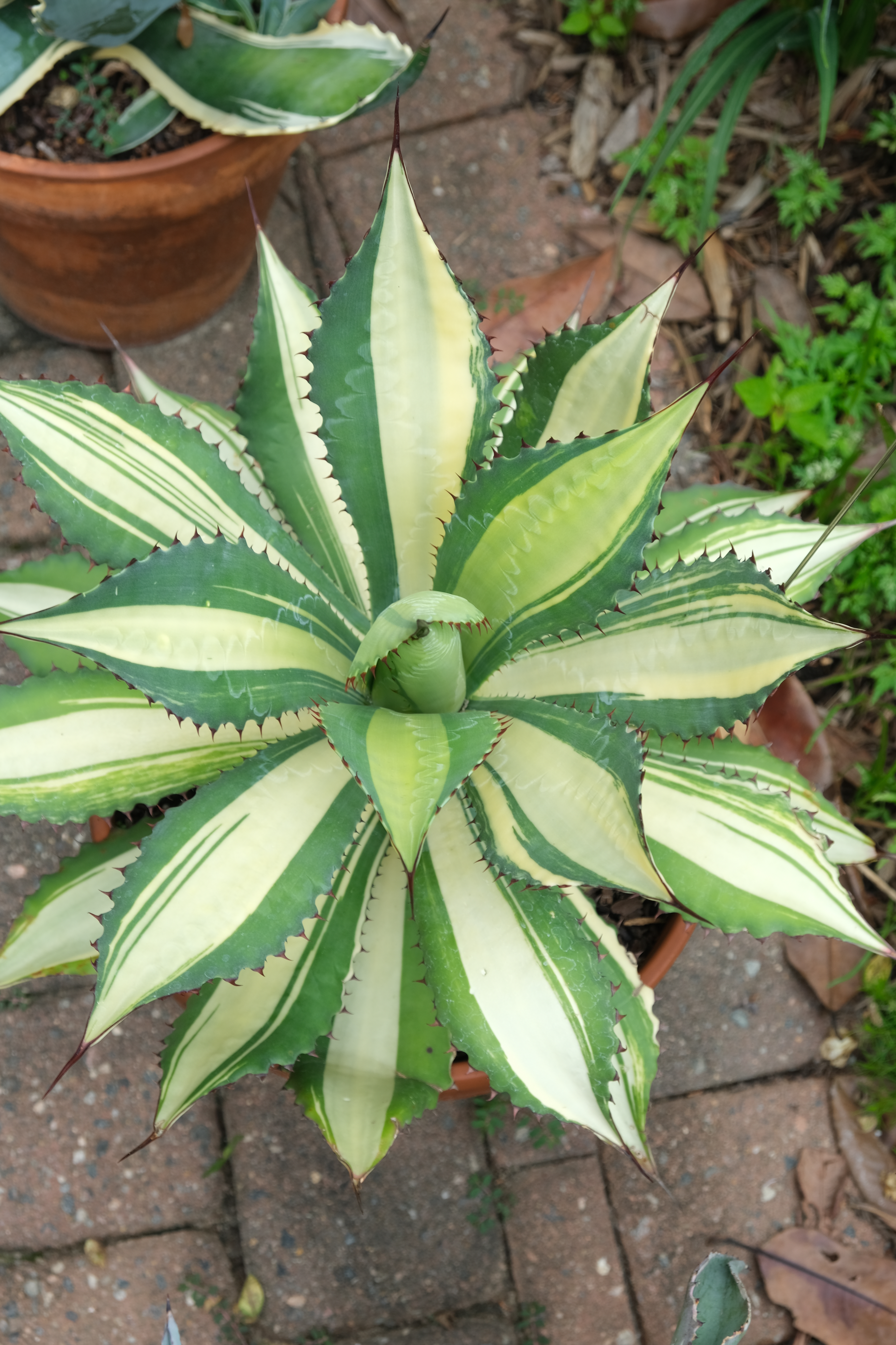 Agave cupreata 'Summer Sun' @ PDN/JLBG - a PDN/JLBG sport of Agave cupreata