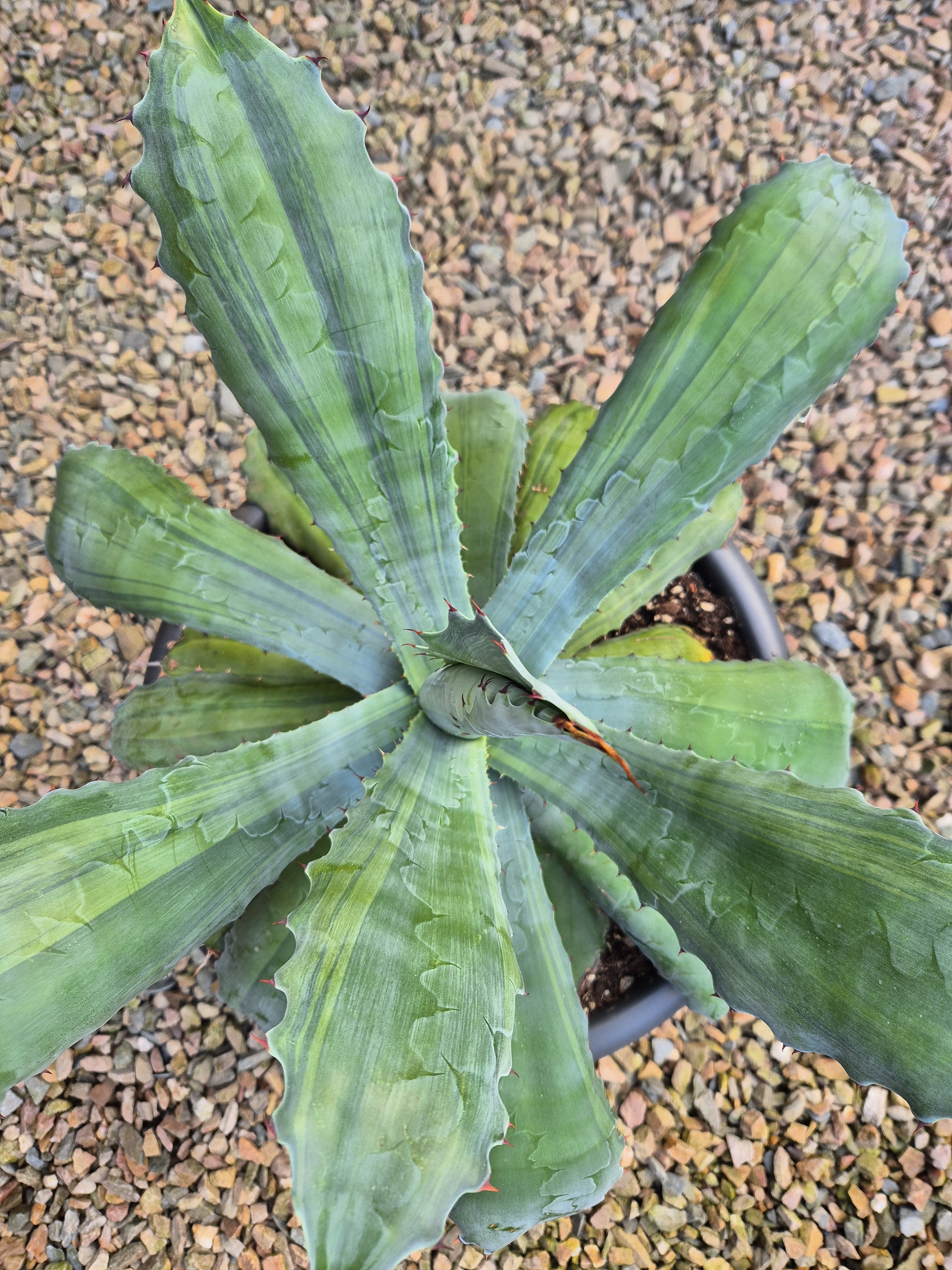 Agave cupreata 'Yosoyua Streaked' (S. van Dort)
