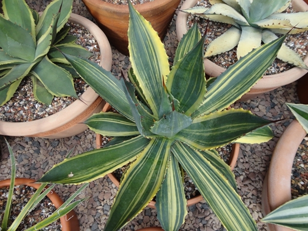 Agave cupreata 'Cupido' @ Holland (Stef van Dort)