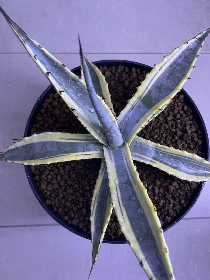Agave desertii 'Desert Pearl' @ Gaudot Gdn, FR (Guillaume Gaudot)