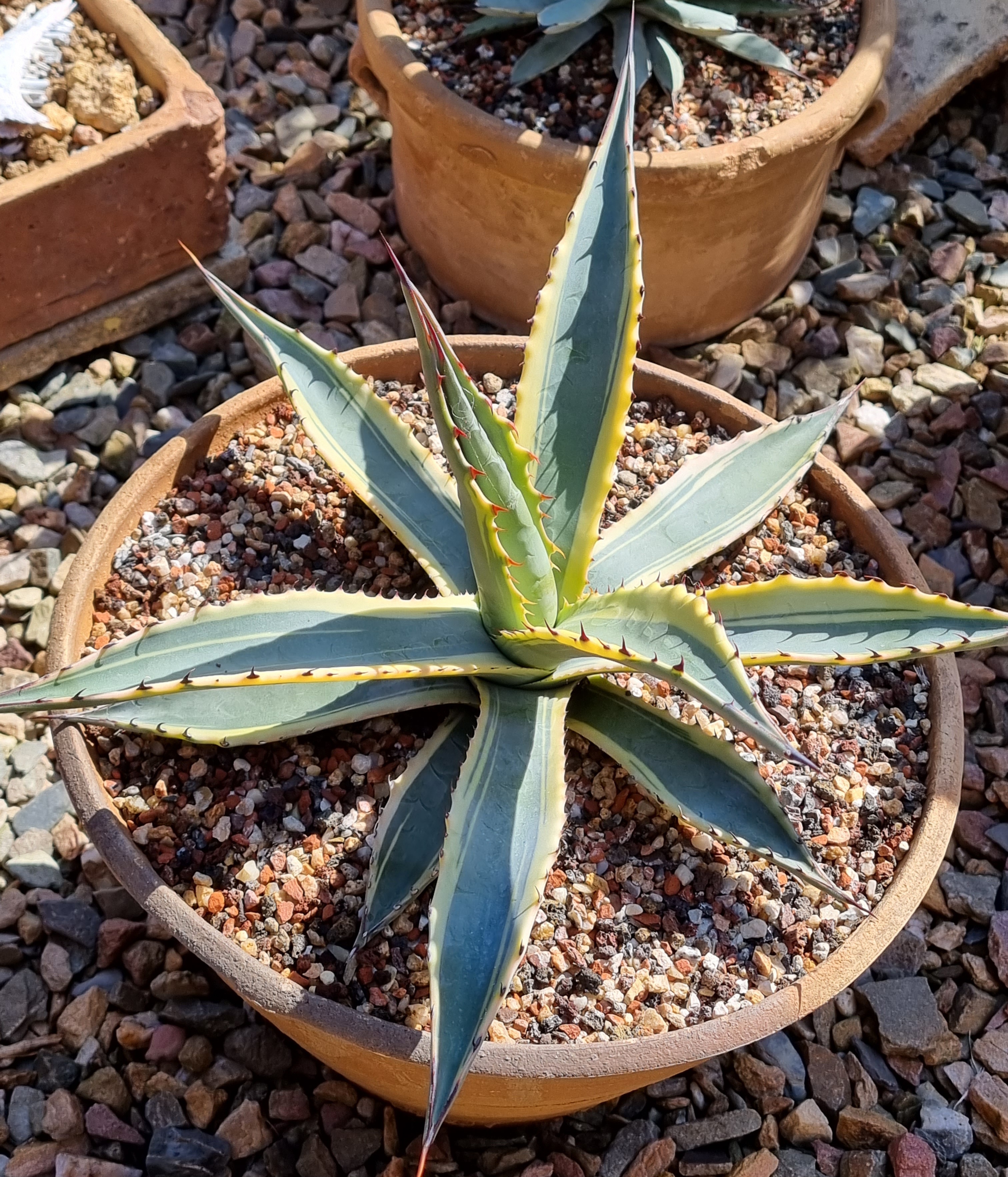 Agave desertii Desert Pearl @ Holland (S. van Dort)