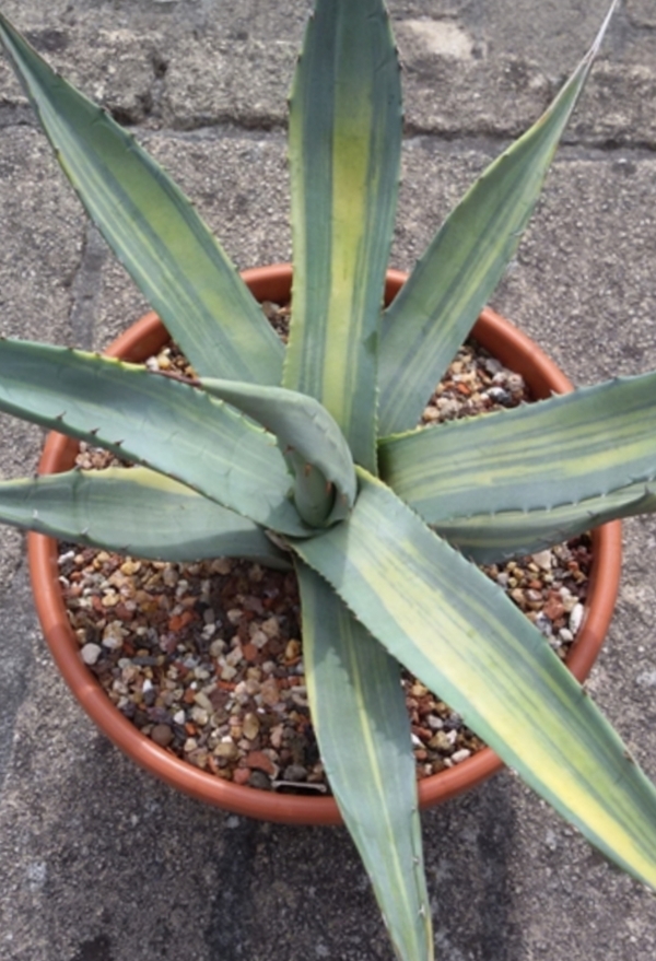 Agave deserti 'Rocket' @ Holland (S. van Dort)