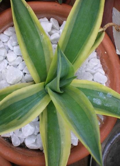 Agave desmettiana 'Golden Moments' @ Holland (Lenny Overweel)