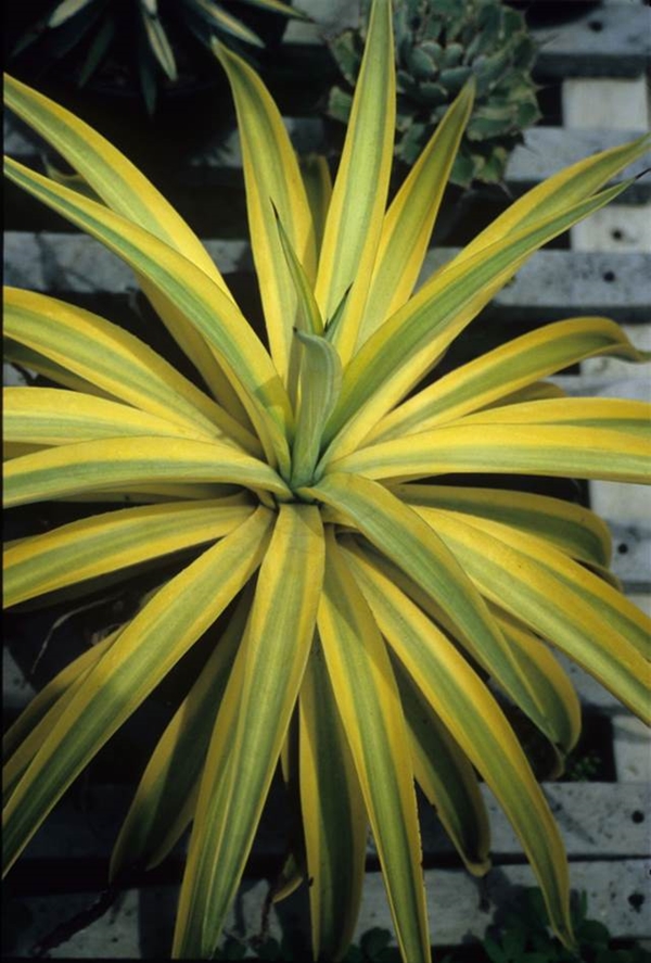Agave desmettiana lt green wide yellow edge @ Unyamanee Nursery, Thailand (Avent)