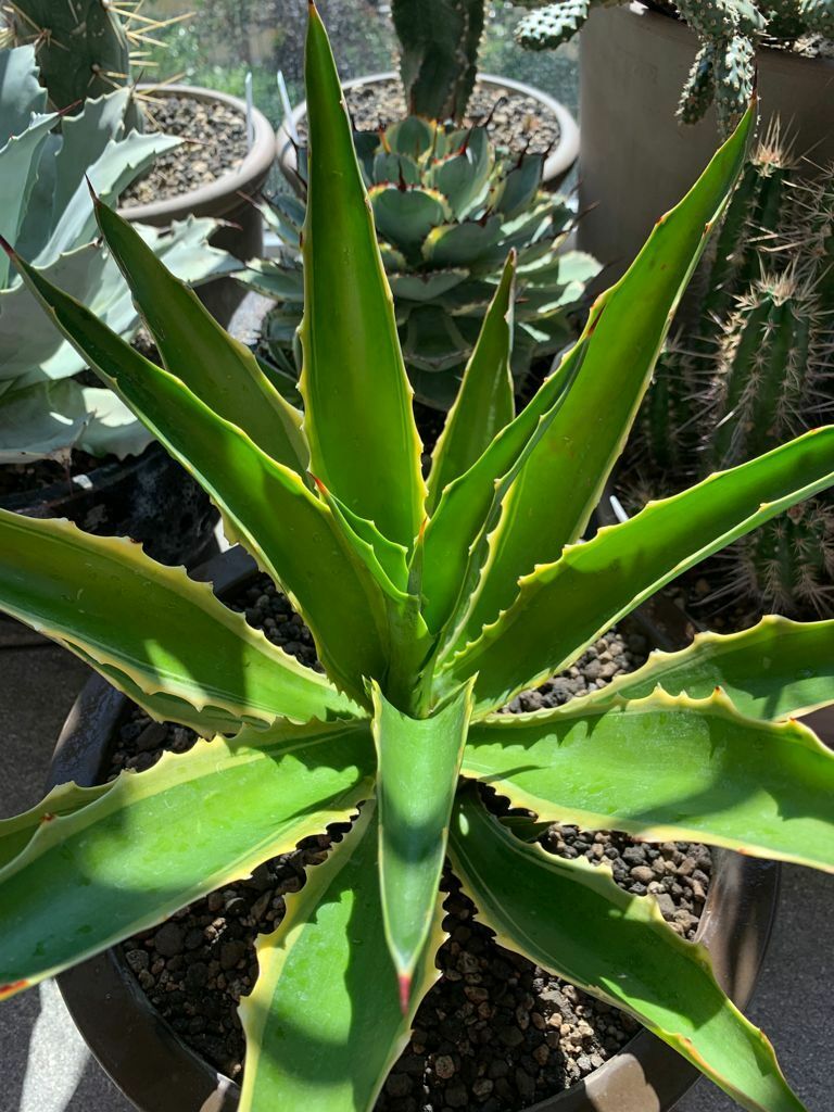 Agave desmettiana 'Crocodile' @ Guillaume Gaudot Gdn, Switzerland (S. van Dort)