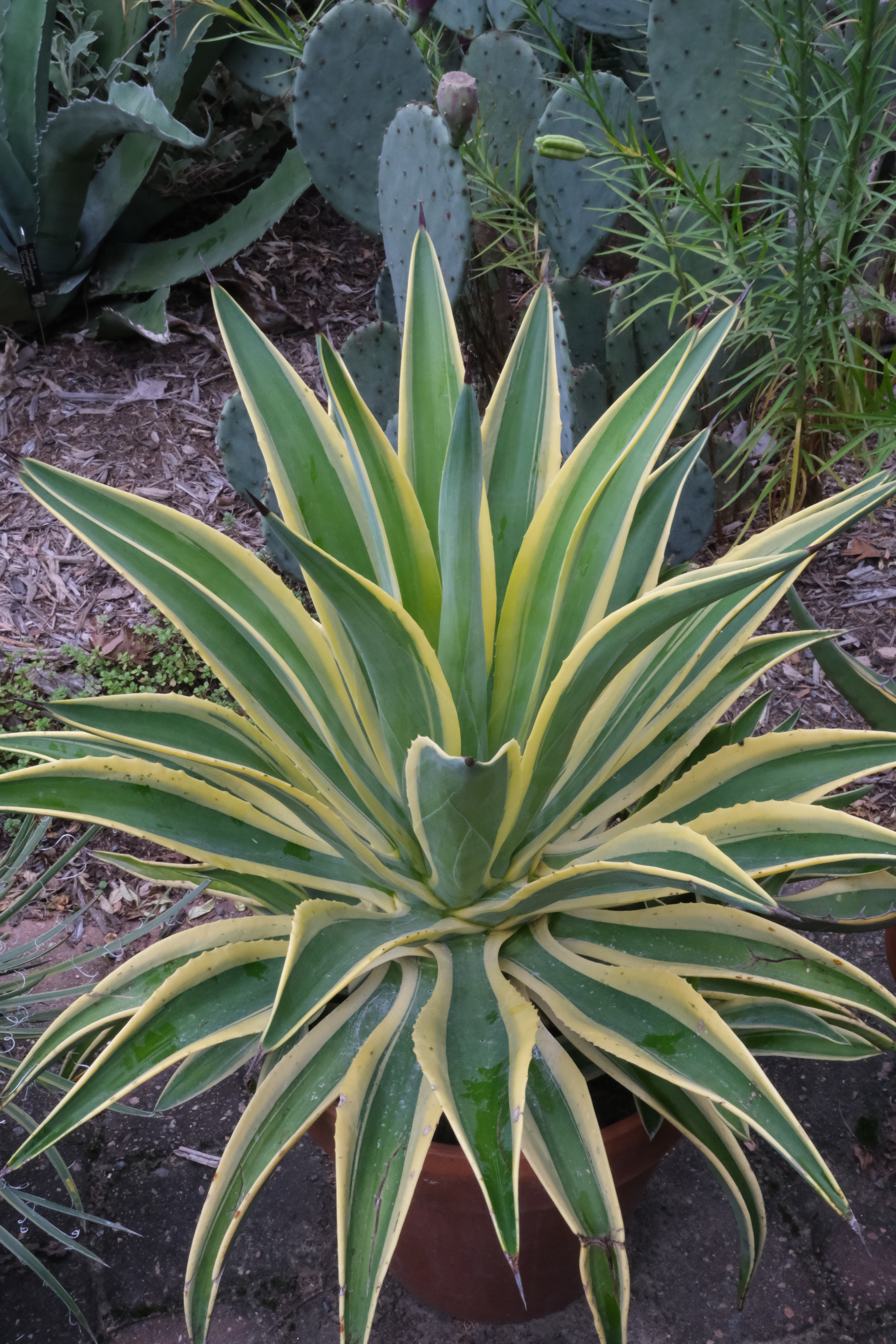 Agave desmettiana 'Desert Sunset' @ PDN/JLBG (Avent)- a wide edged form discovered by Plant Delights (Avent)