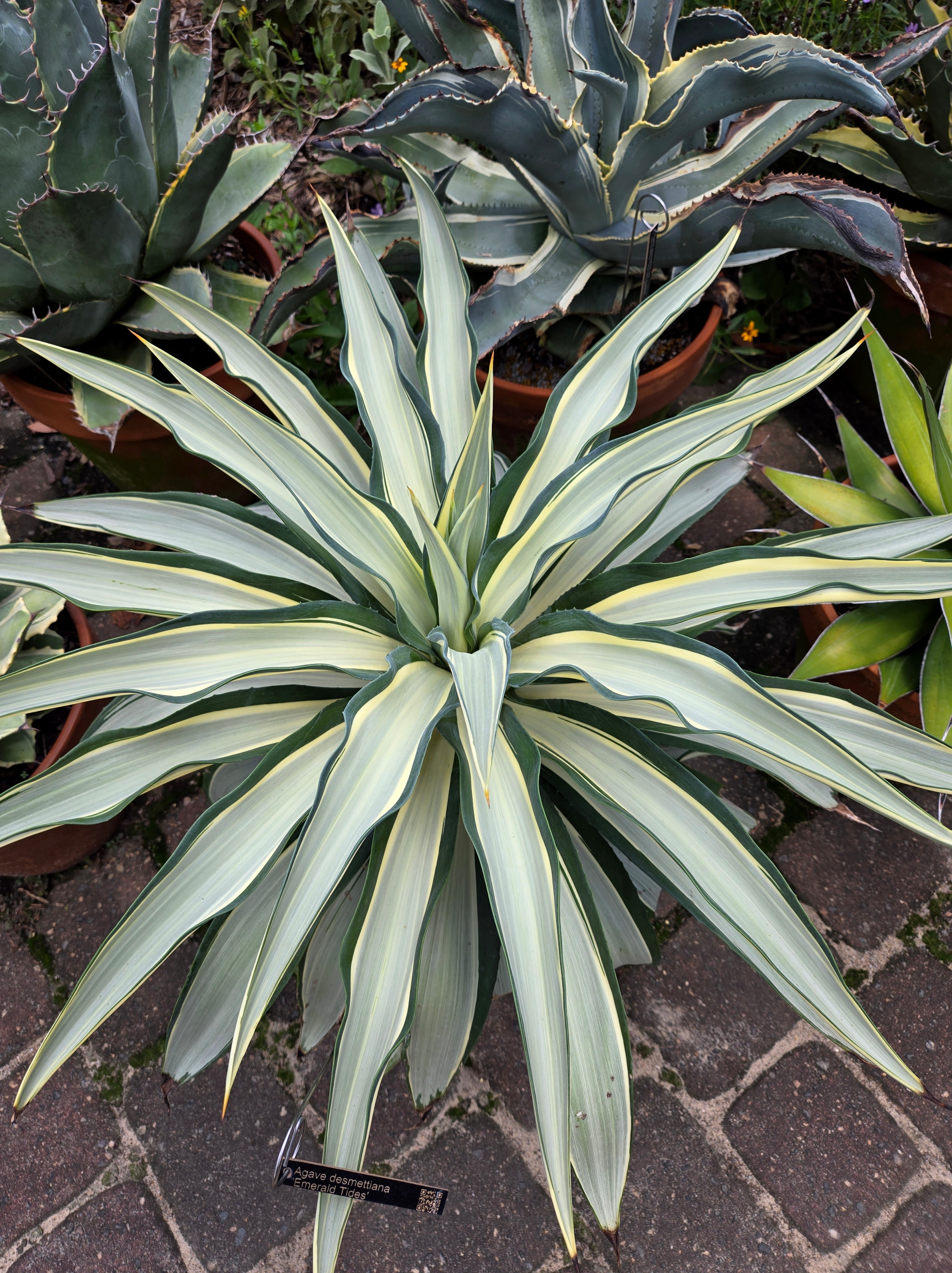 Agave desmettiana 'Emerald Tides' @ PDN/JLBG - same as A. 'Jax'
