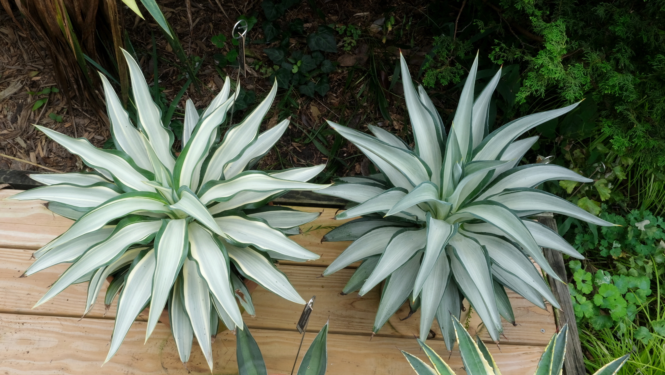 Agave desmettiana 'Emerald Tides' (l), Agave desmettiana 'Quicksilver' (r) @ PDN/JLBG