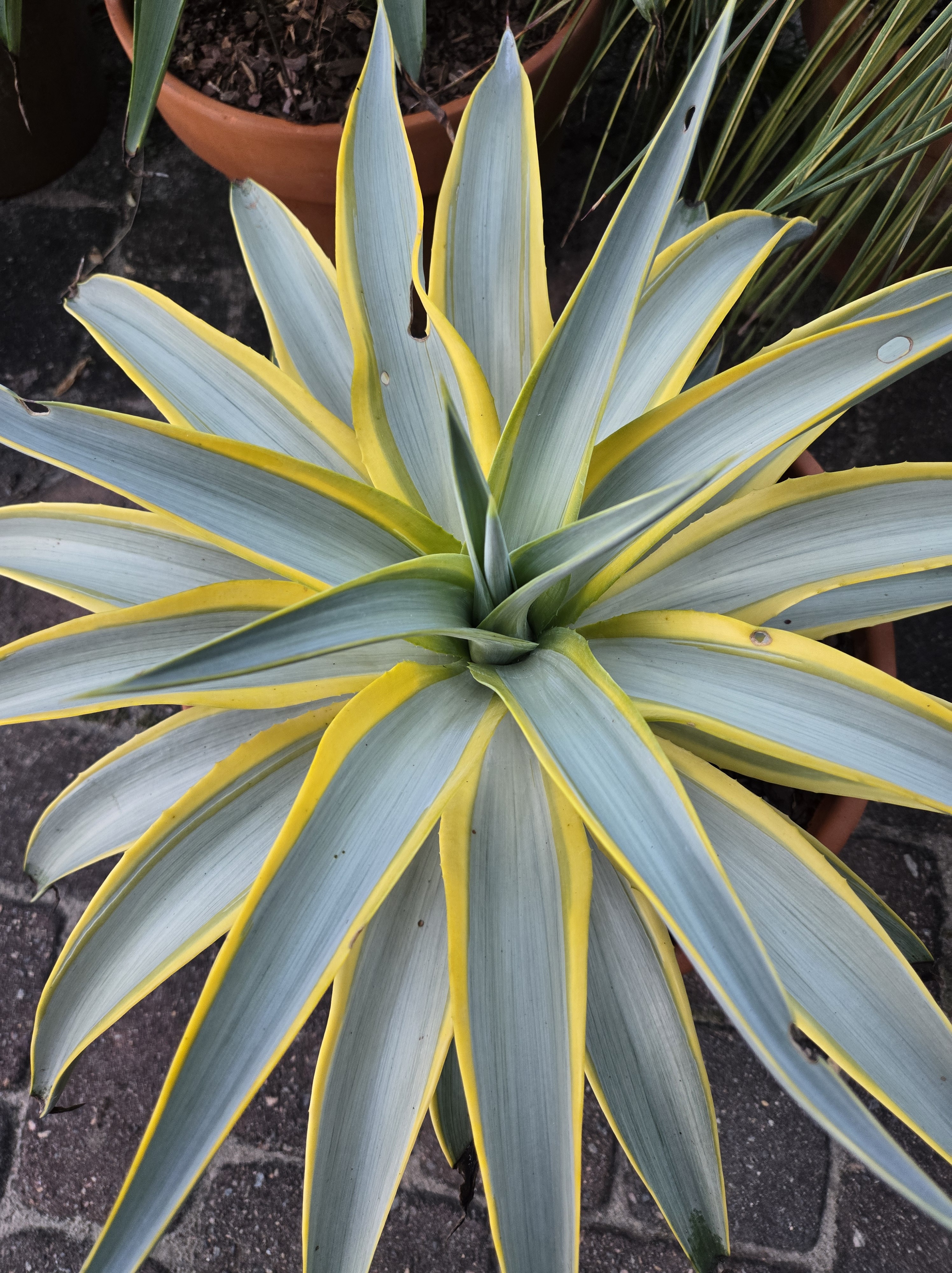 Agave desmettiana 'Galactic Traveler' @ PDN/JLBG