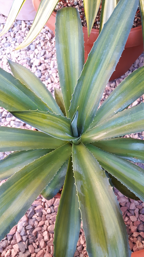 Agave desmettiana 'Gletser' @ Holland (S. van Dort)