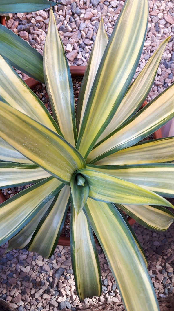 Agave desmettiana 'Gold Shine' @ Holland (S. van Dort) sport of Agave desmettiana 'Golden Moments' with larger leaves than A. 'Joe Hoak'