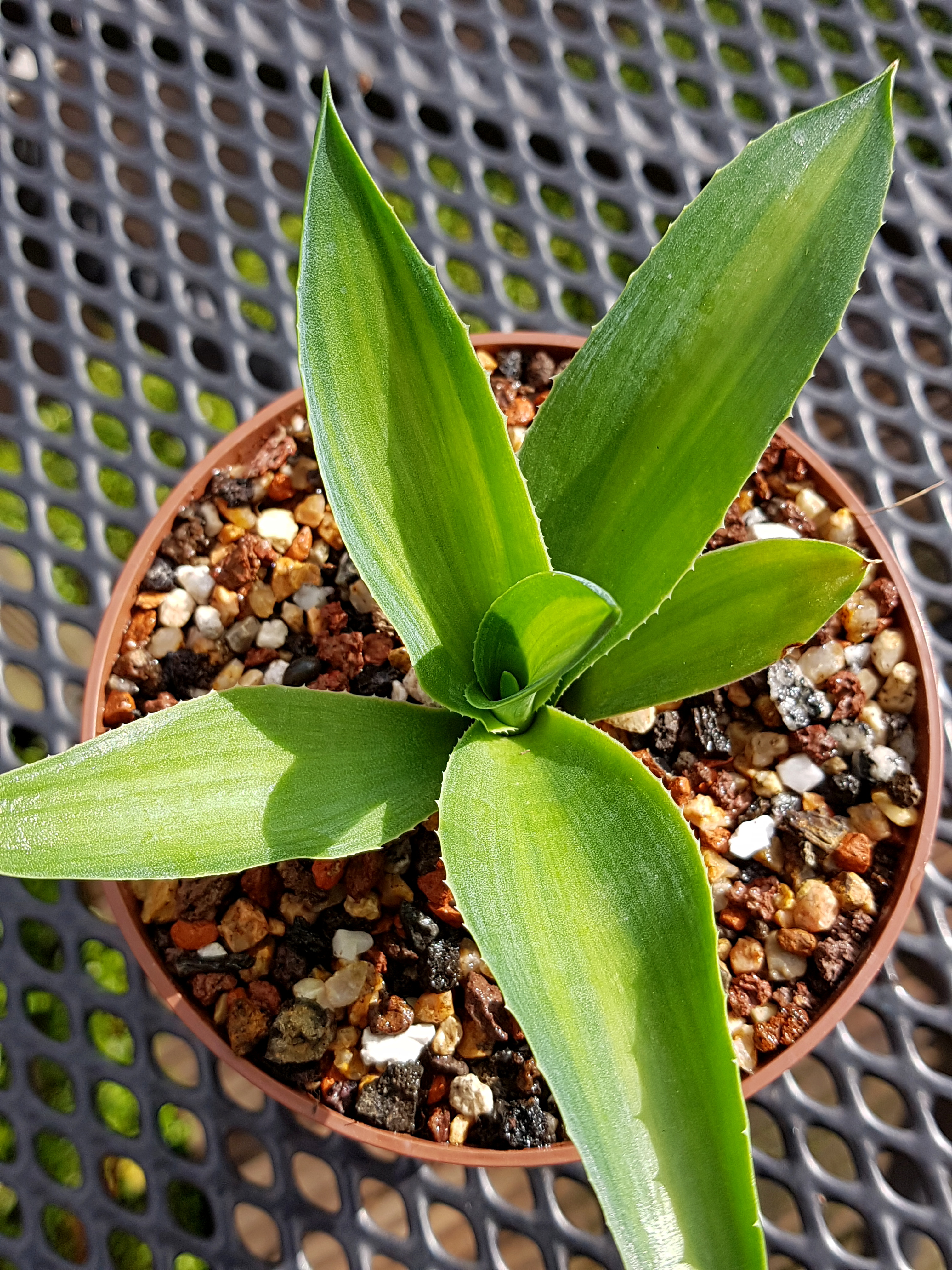 Agave desmettiana 'Green Brilliant' @ Holland (S. van Dort)