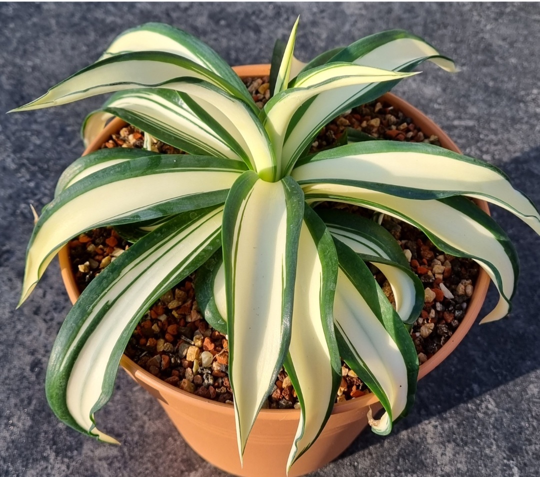 Agave desmettiana 'Heartbreaker' (S van Dort) @ van Dort gdn, NL