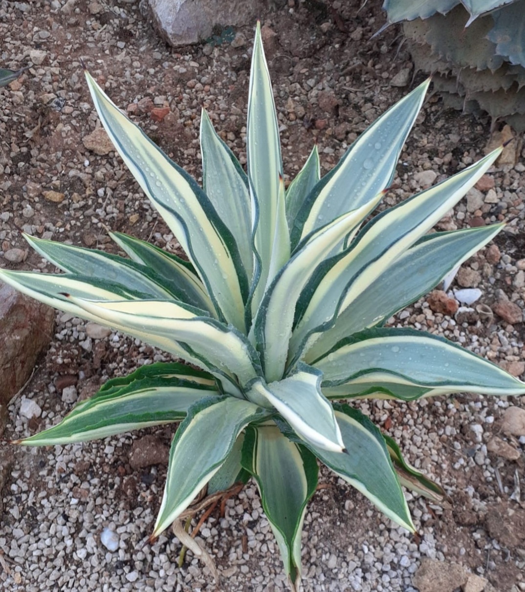 Agave desmettiana 'Jax' (S. van Dort) @ van Dort gdn, NL