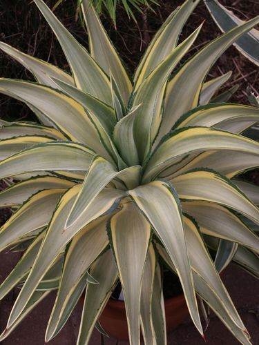 Agave desmettiana 'Joe Hoak' @ PDN/JLBG (Avent)- named after Florida Nurseryman, Joe Hoak