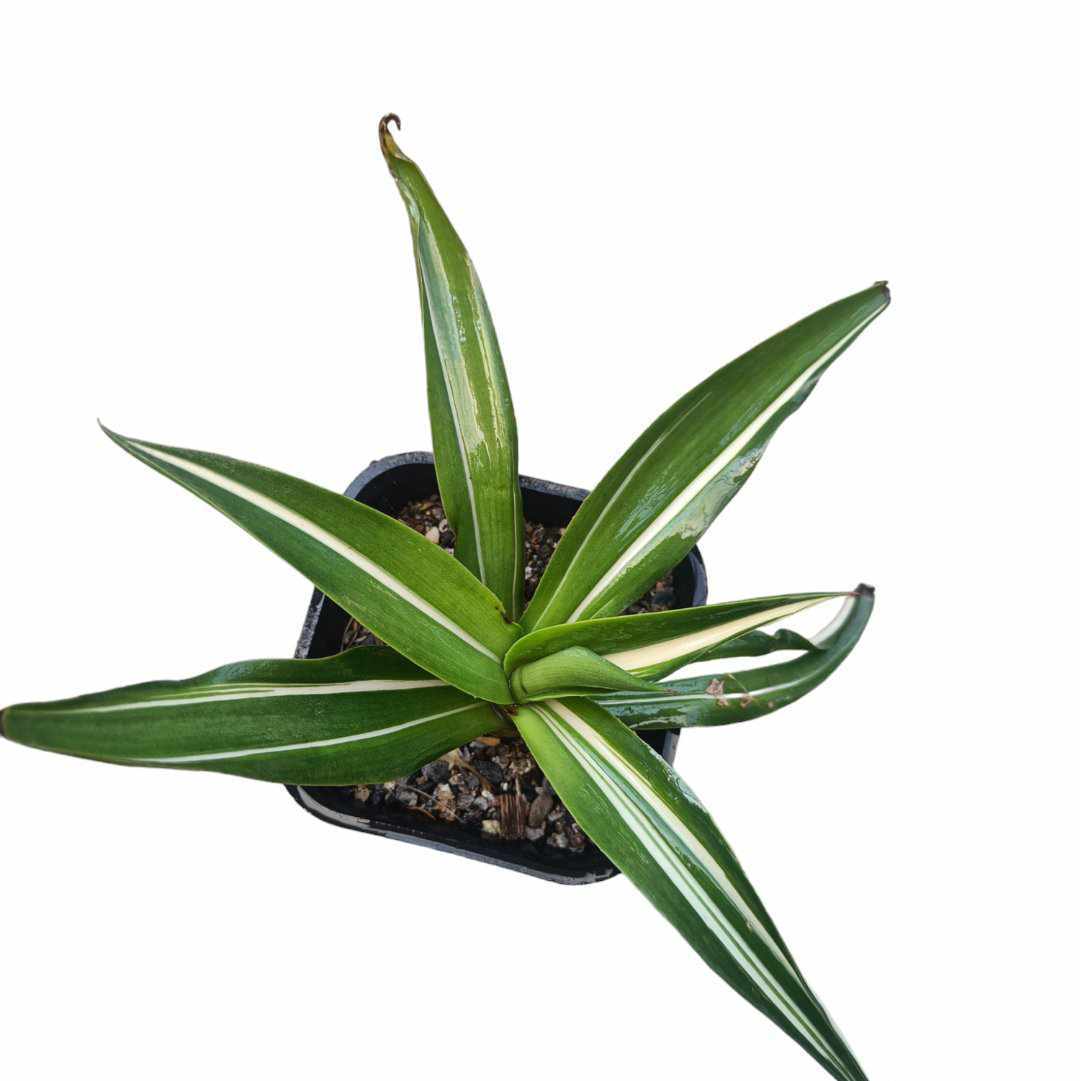 Agave desmettiana 'Milky Striped'  - discovered by Sandeep Rohilla