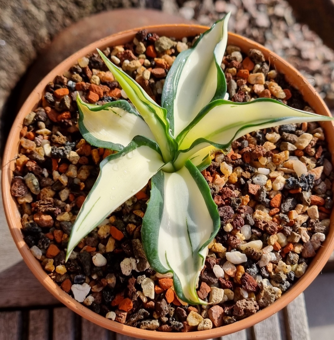 Agave desmettiana 'Saphira' (S. van Dort) @ van Dort gdn, NL