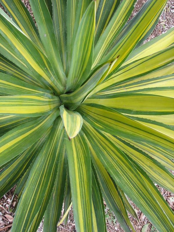 Agave desmettiana striate form @ California (SD Steve)