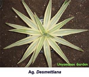 Agave desmettiana cream edge @ Unyamanee Nursery, Thailand (Jiew); name?