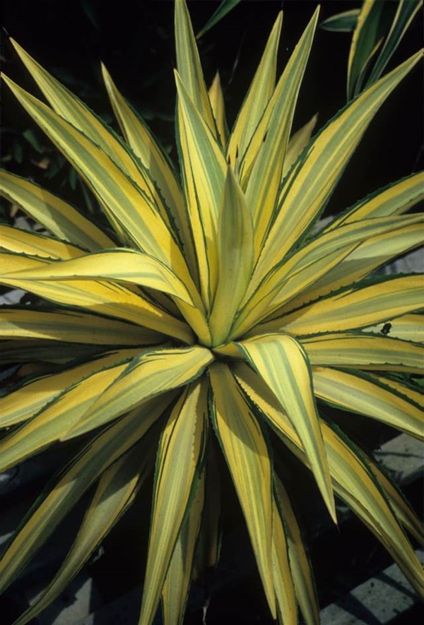 Agave desmettiana yellow green tricolor lvs @ Unyamanee Nursery, Thailand (Avent)