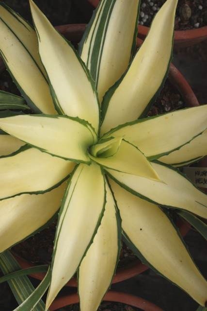 Agave desmettiana 'Joe Hoak' sport JLBG-004 @ PDN/JLBG (Avent) - now deceased