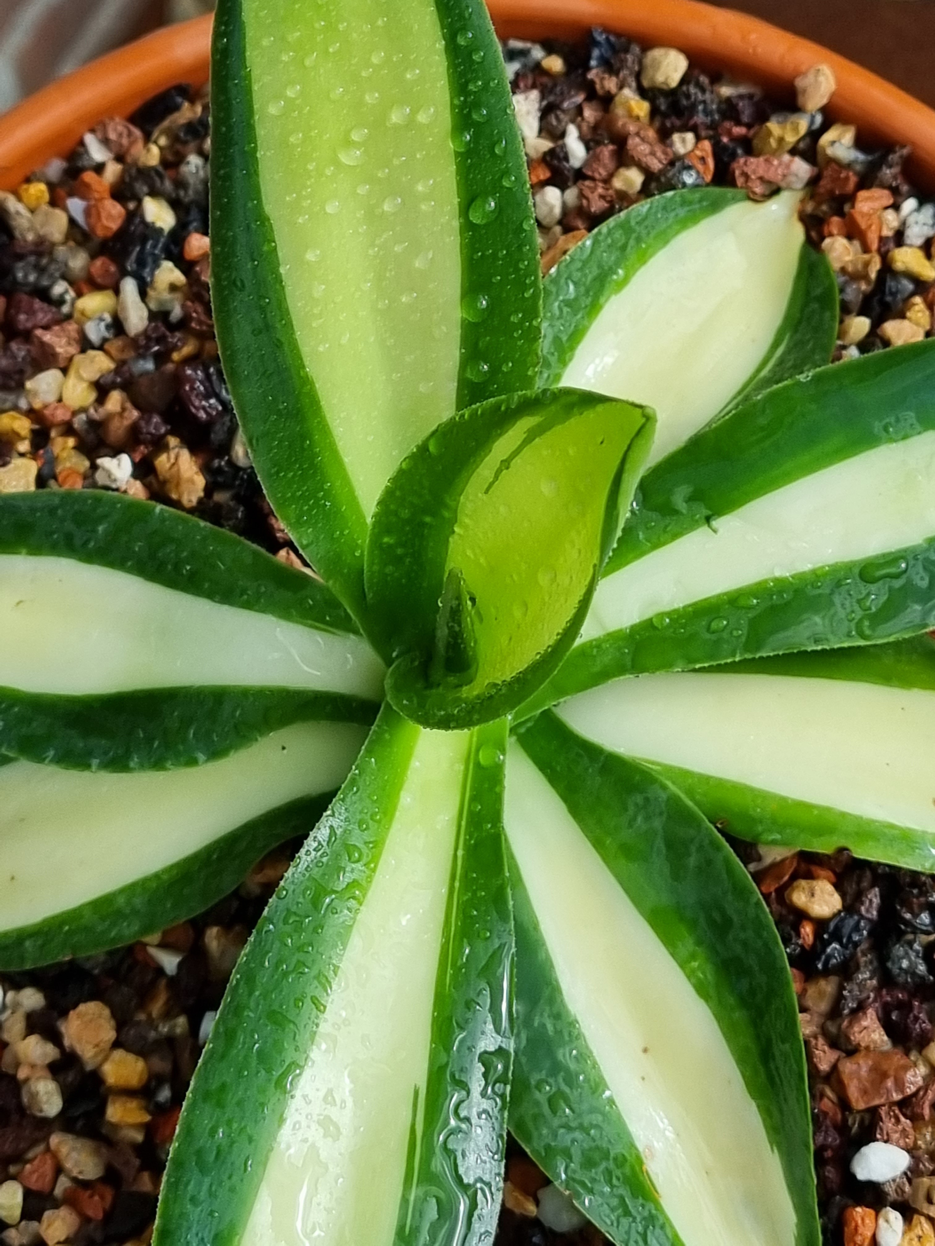 Agave ellemeetiana 'Snow Splendor' (T. Krock)