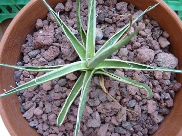 Agave felgeri white center (Paolo del Piano); name?