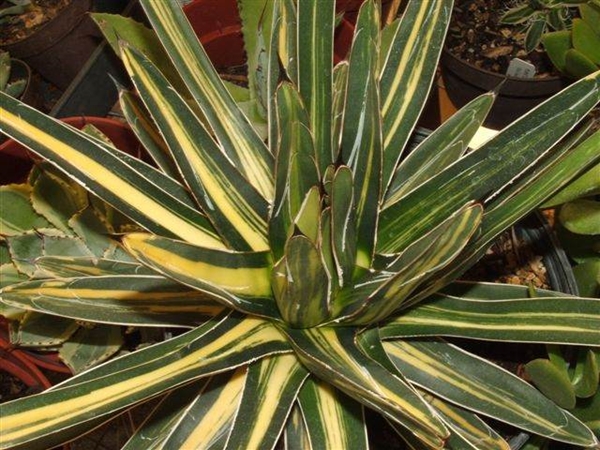 Agave nickelsiae (aka: ferdinandi-regis) Variegata (Rick Nowakowski); never named and whereabouts unknown after Rick's passing