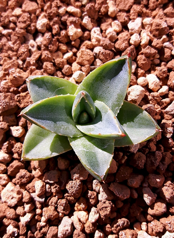 Agave filifera 'Dusty' @ Holland (S. van Dort)