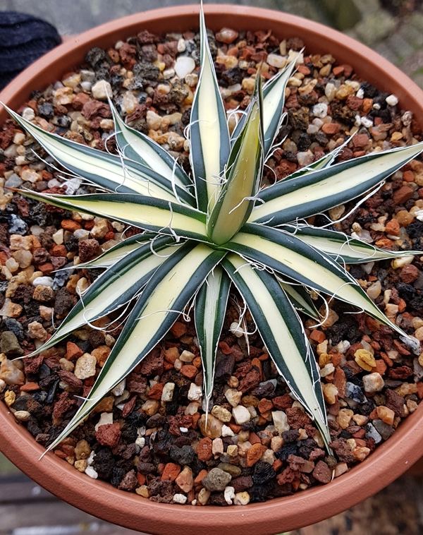 Agave filifera 'Flash' @ Holland (S. van Dort)