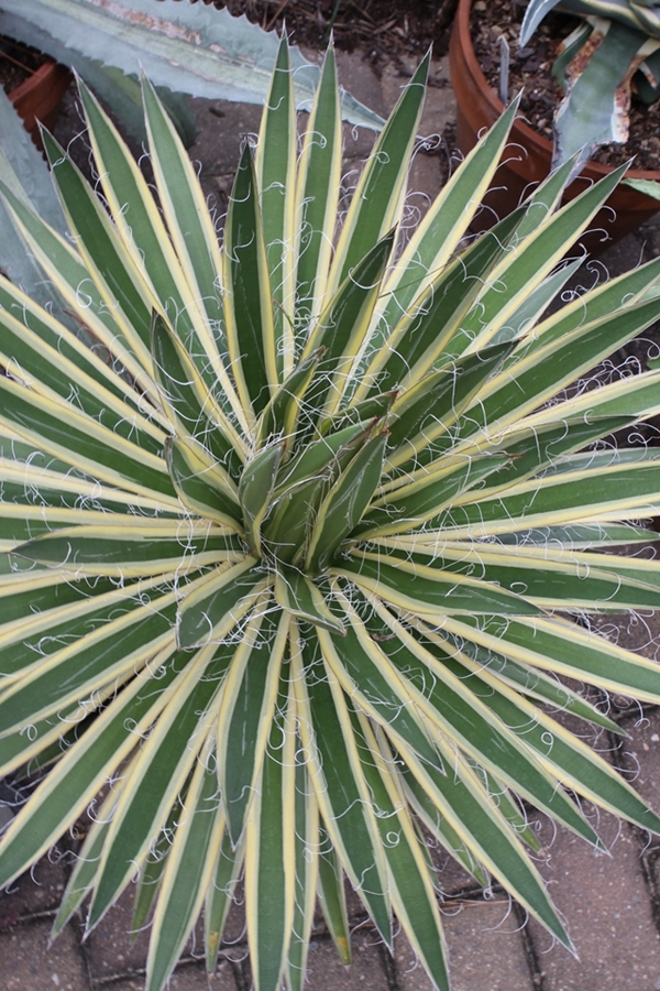 Agave schidigera 'Shiraito no Ohi' @ PDN/JLBG (Avent) - received as cream edge from a Barry Yinger visit to Japan with no name, named by Plant Delights Agave filifera 'Golden Sword' but on growing it out, it was 'Shiraito no ÅŒhi'