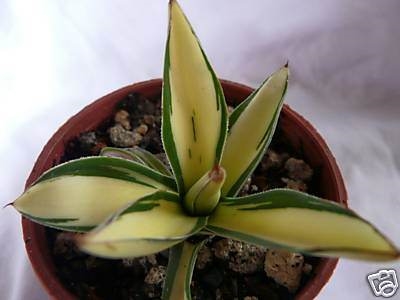 Agave filifera 'Ouhi Midare yuki' (Shipbu)
