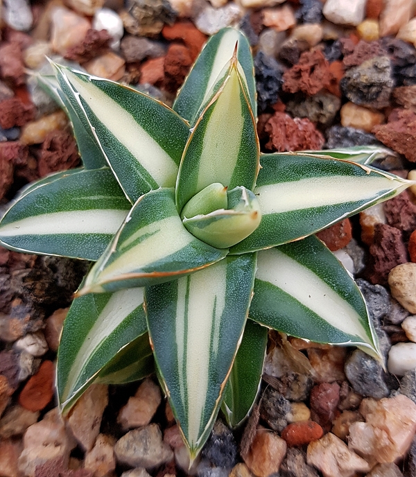 Agave filifera 'Porcupine'  @ Holland (S. van Dort) Reverse variegation of Agave 'Pinky'