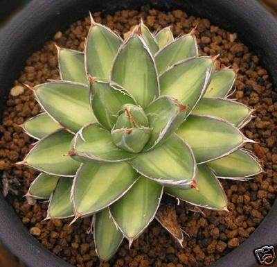 Agave filifera 'Striata Variegata' (Luan); name?