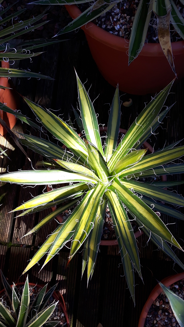 Agave filifera 'Turnaround' @ Holland (S. van Dort)