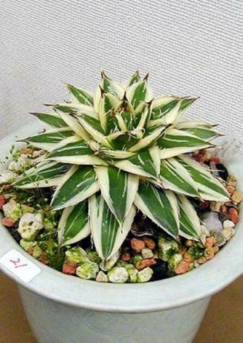 Agave filifera 'Variegata' (van Theil); name?