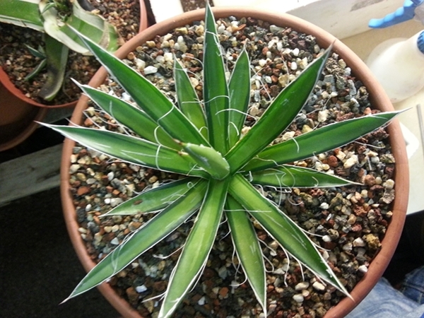 Agave filifera 'Twilight' @ Holland (S. van Dort)
