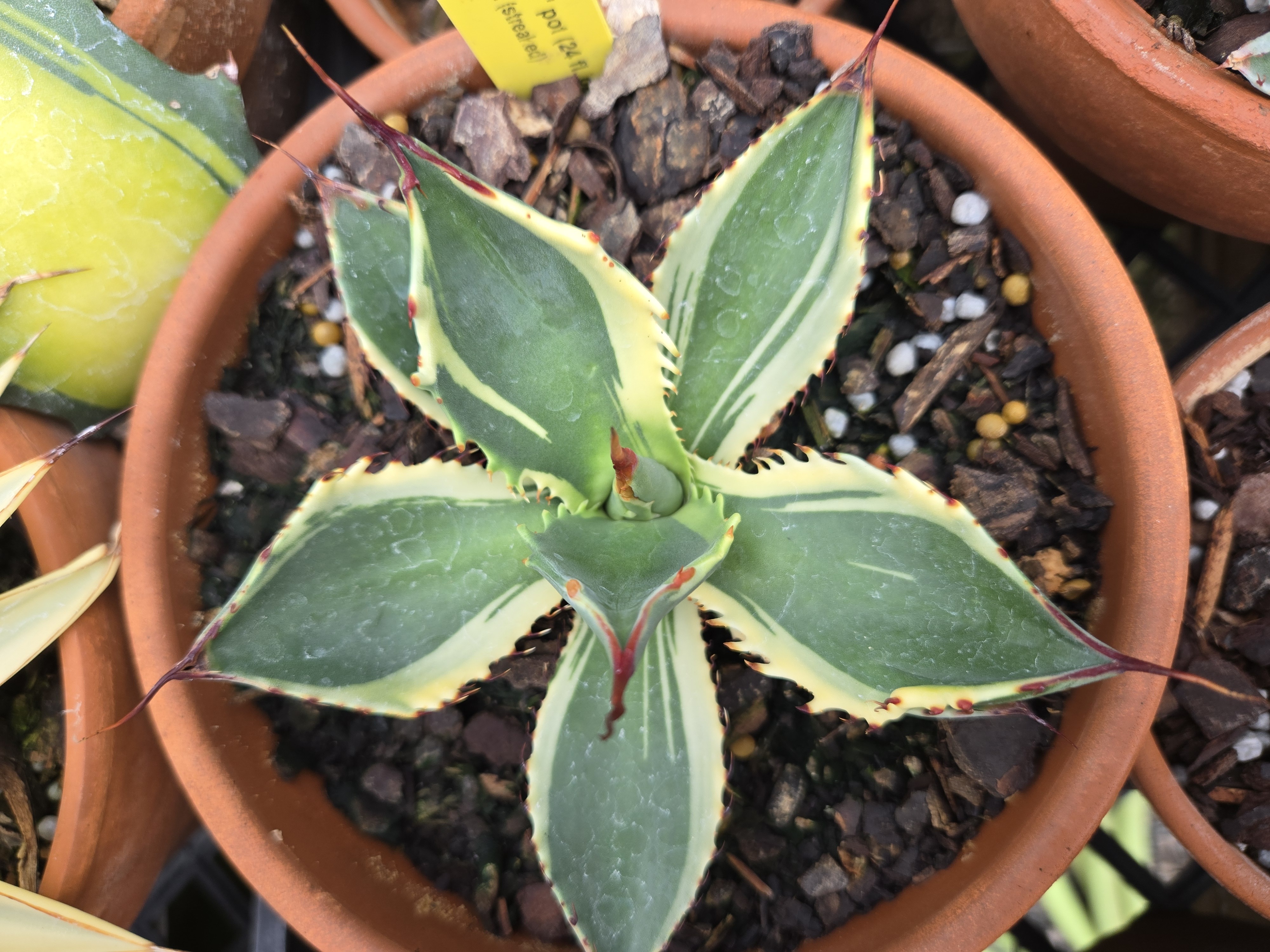 Agave flexispina 'Gumby' @ PDN/JLBG - developed at JLBG from a single streaked plant

