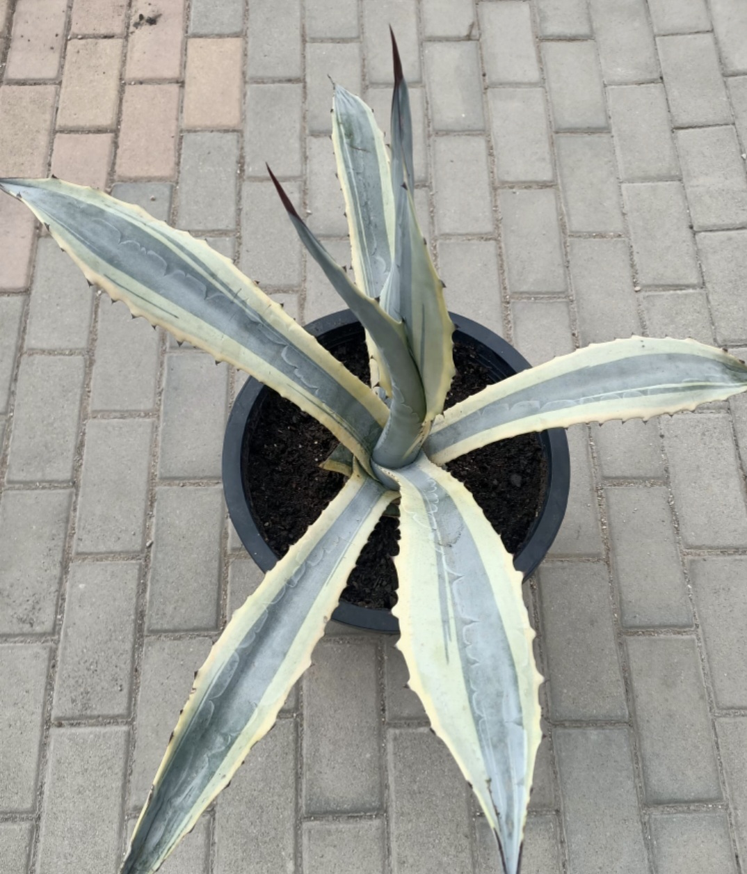 Agave fransozinii 'Diamond Giant' @ Bibiano Saiz gdn Spain (S van Dort)