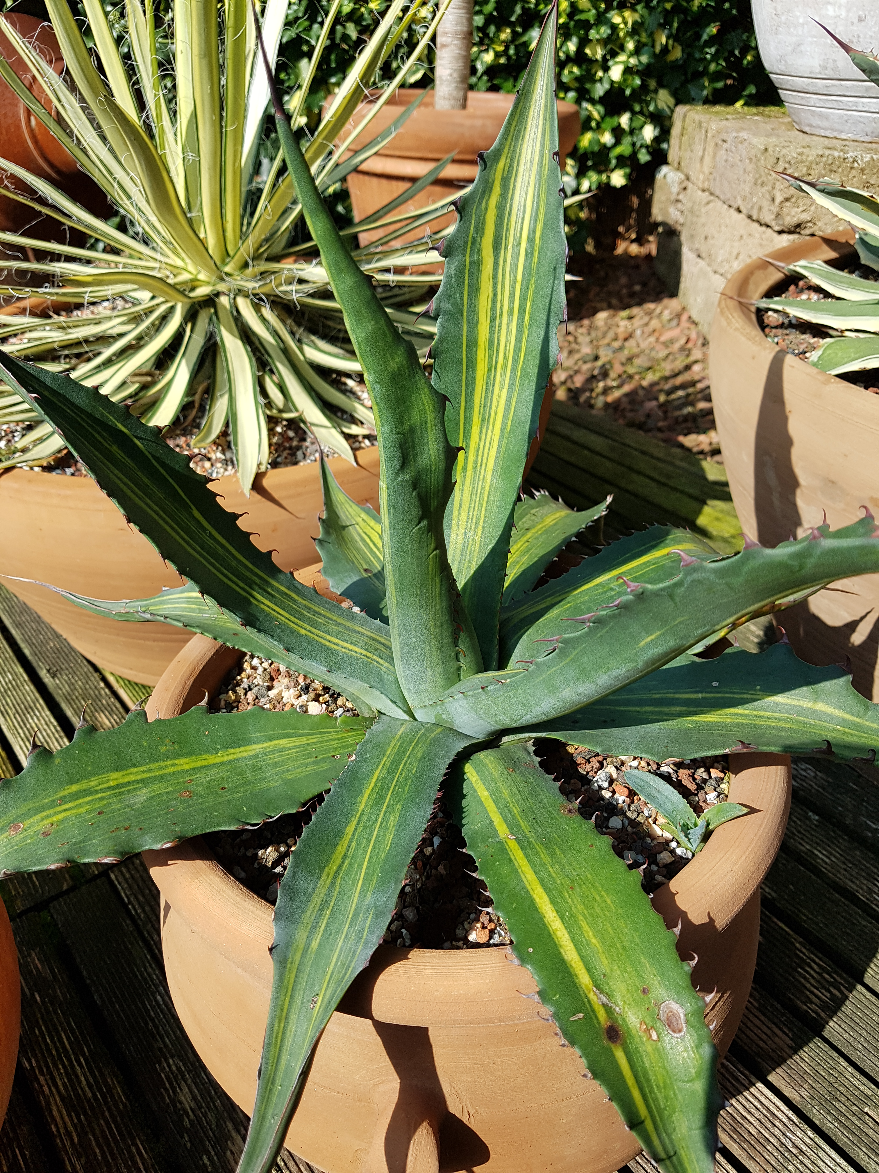 Agave franzosinii 'Bon' @ Holland (S. van Dort)