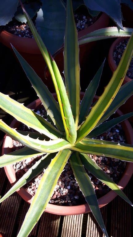 Agave funkiana 'Border' @ Holland (S.-van-Dort)