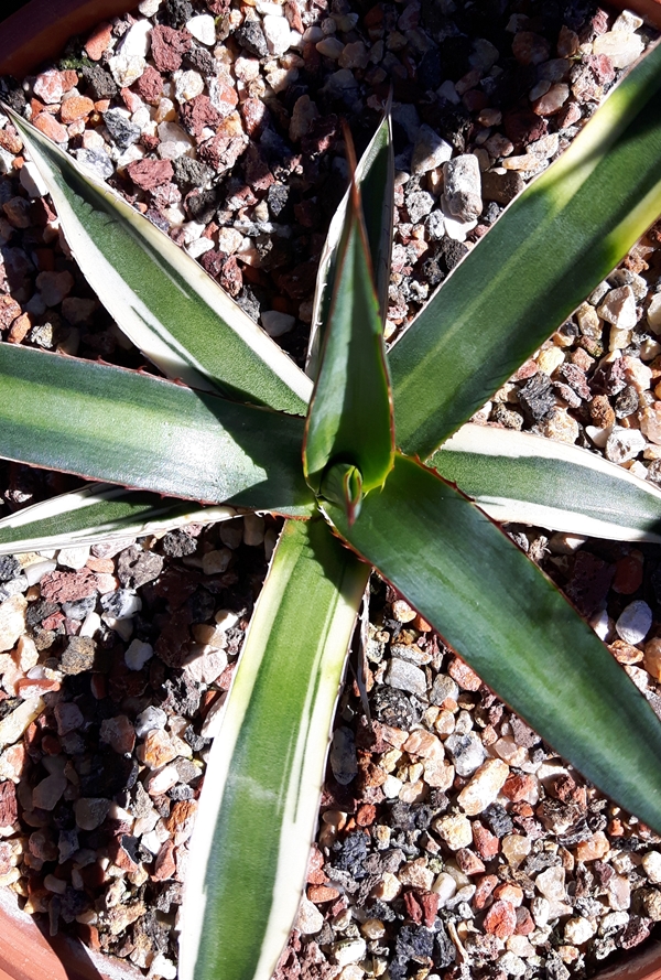 Agave funkiana 'Wizard' @ Holland (S. van Dort) An edged mutation of Agave 'Fatal Attraction'